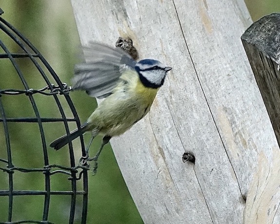 blue tit